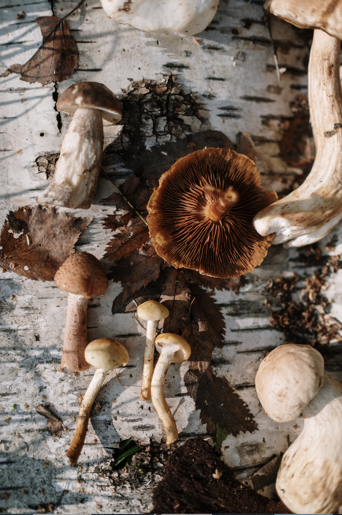 Mushrooms: More Than Menu Magic