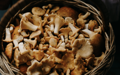 Mushrooms: More Than Menu Magic